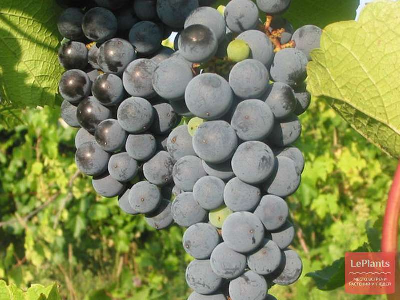 Амурский потапенко 1 – виноград