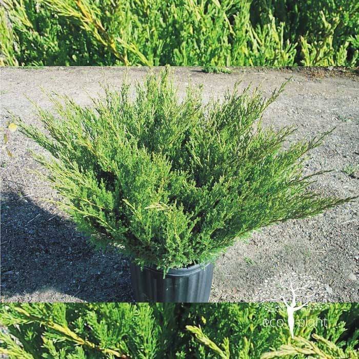 Можжевельник горизонтальный андорра компакт (juniperus horizontalis andorra compact): фото и описание, использование в ландшафтном дизайне