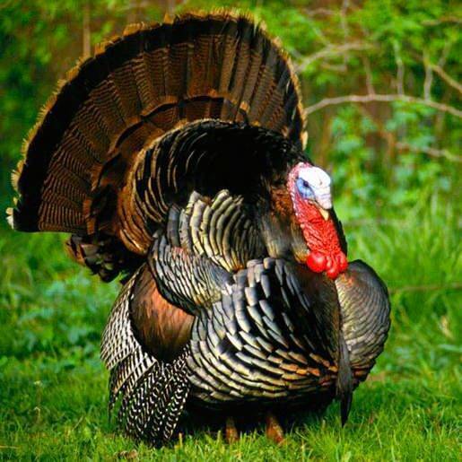 Индюки бронза 708 (bronze 708): описание породы + фото | сортовед