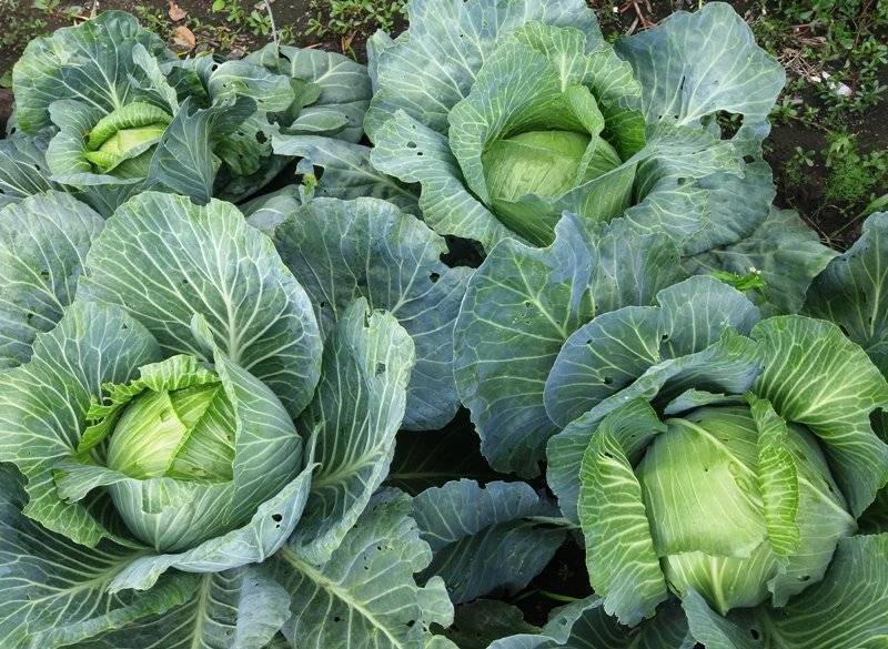 Позднеспелый, но лучший по урожайности и хранению — капуста доминанта f1: описание сорта и отзывы