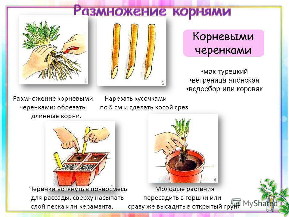 Как размножаются пионы: как вырастить пион из семян, саженца, делением куста