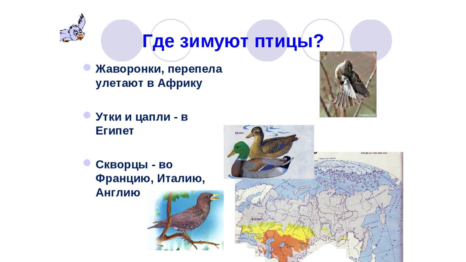 Куда улетают утки: где зимуют, причины отлета