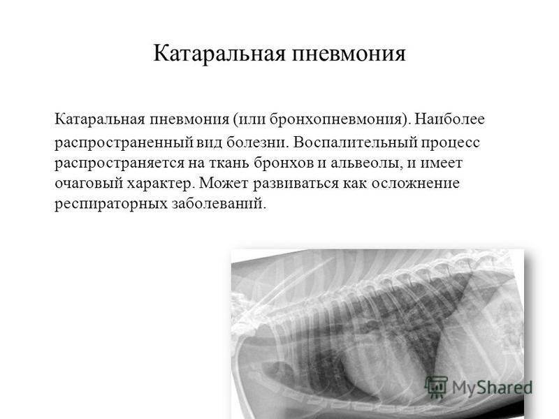 Мастит у коров