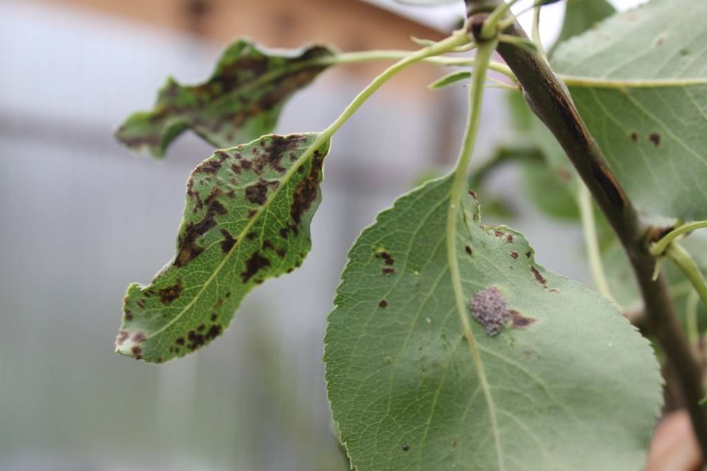 Вредители и болезни груши: борьба с ними с фото, как выглядят листья, способы лечения