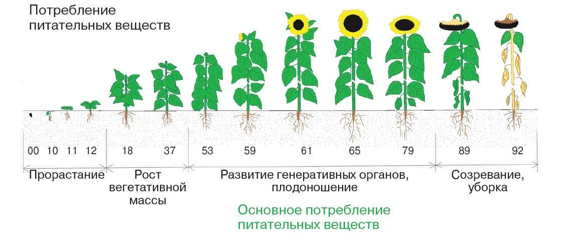 Схема посадки кукурузы в открытом грунте в подмосковье