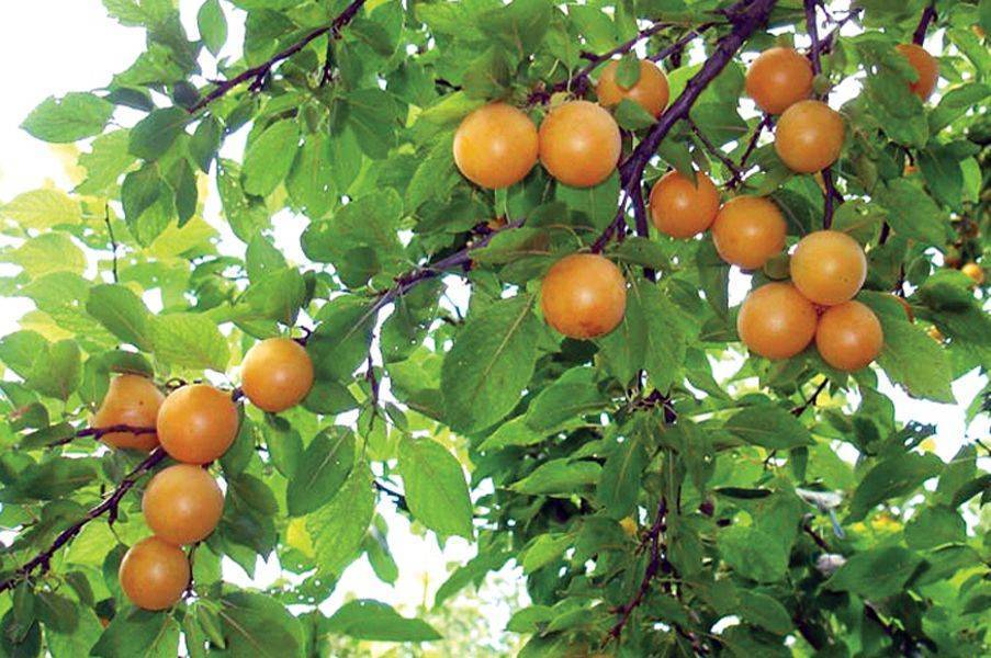 Алыча царская: описание и характеристики сорта