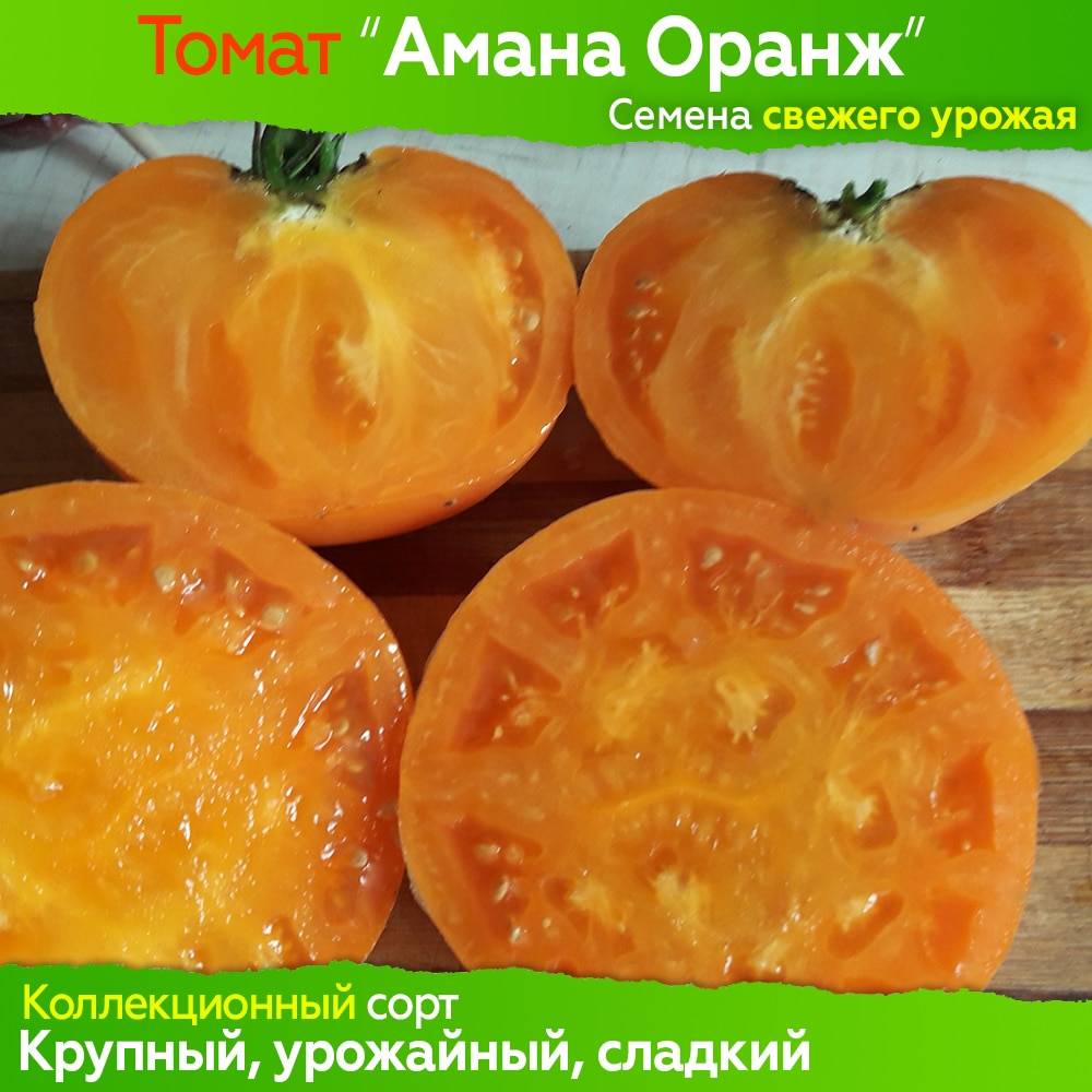 Томат "амана оранж" - описание сорта, фото, отзывы и советы