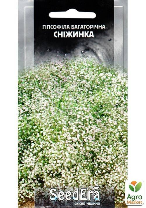 Гипсофила метельчатая: посадка и уход, фото, выращивание из семян