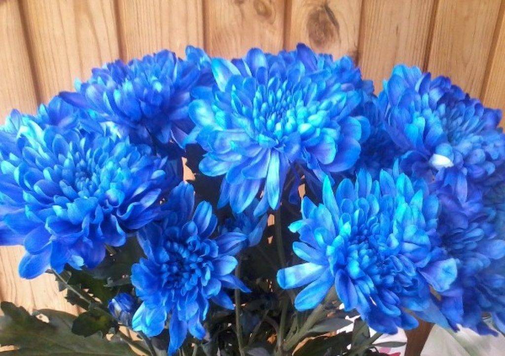 Значение синего цвета цветов: розы, хризантемы, тюльпаны, пионы