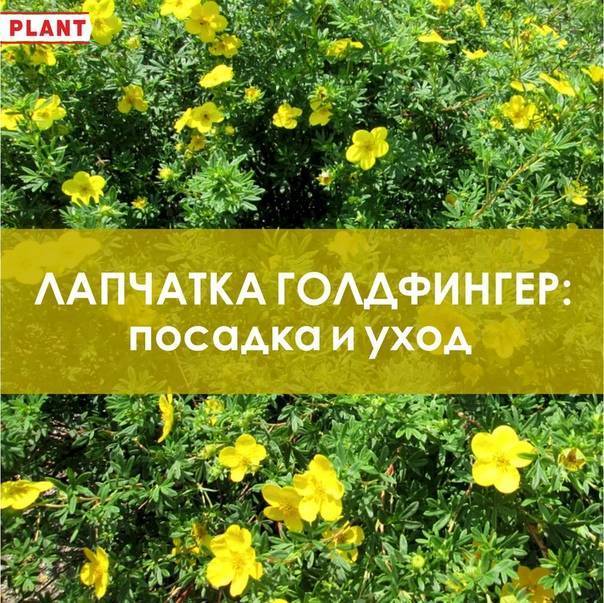 Лапчатка голдфингер: описание и характеристики сорта, посадка и уход, применение