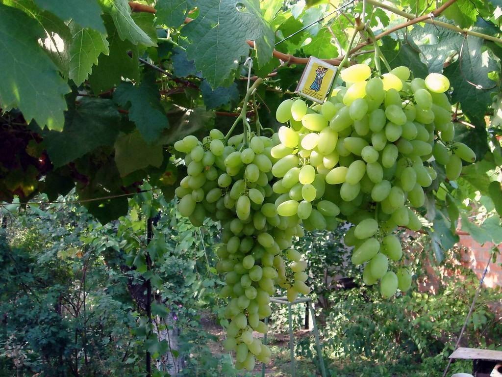 Описание сорта винограда новый подарок запорожью: фото и отзывы