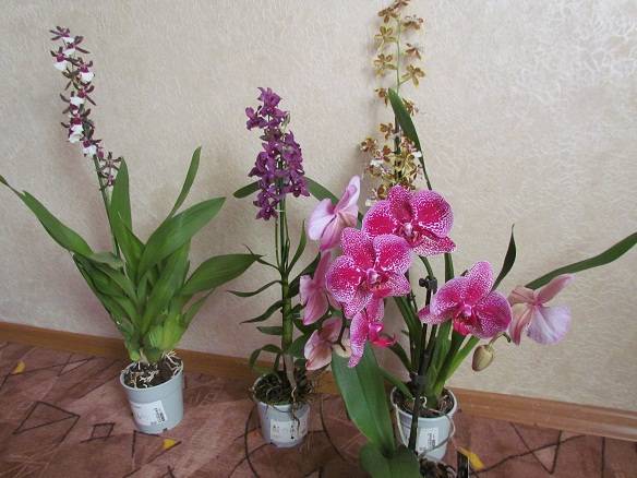 Орхидея камбрия: уход в домашних условиях, фото, разновидности, содержание и пересадка после покупки
