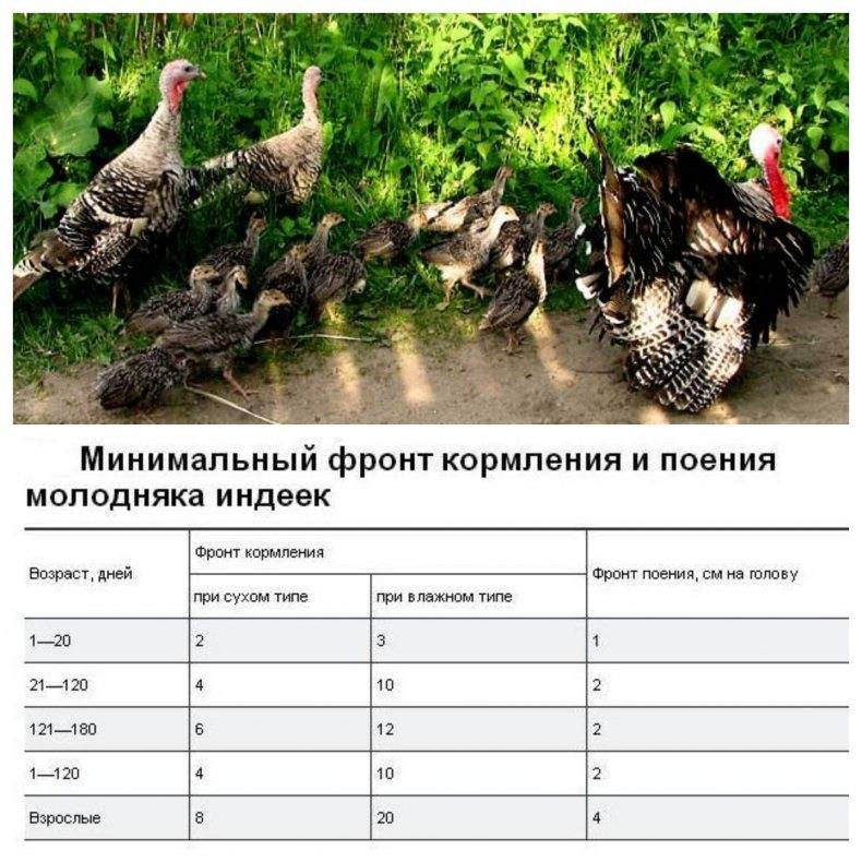 Породы индюков для домашнего разведения
