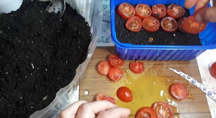 Как правильно вырастить рассаду помидоров в домашних условиях