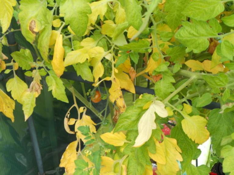 Почему желтеют листья у помидор: что делать если желтеют листья у помидор в теплице и открытом грунте