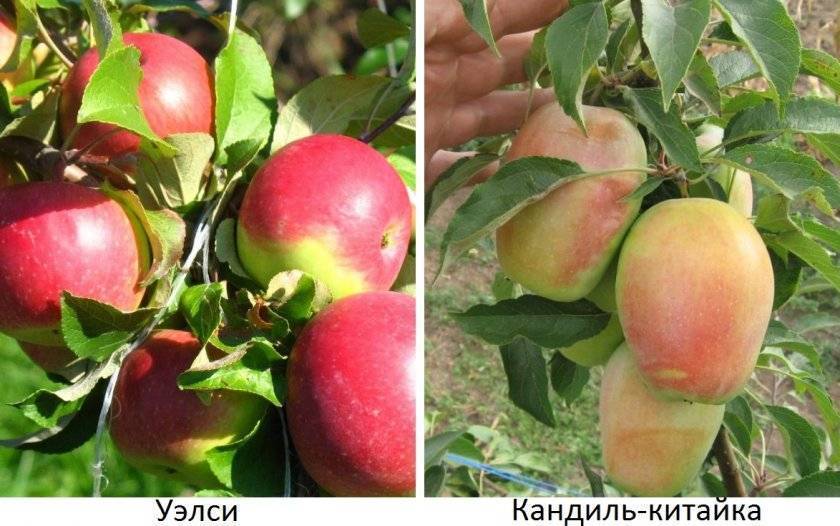 Яблоня память ульянищева — описание сорта, фото, отзывы
