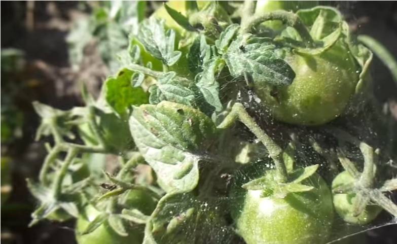 Как избавиться от белокрылка на помидорах в теплице
