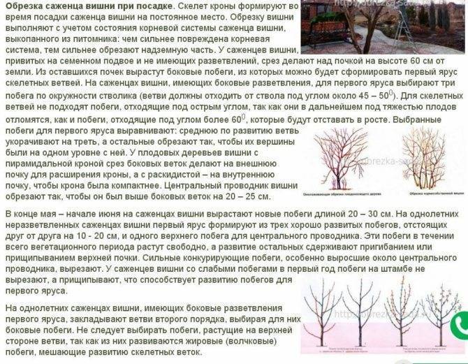 Болезни абрикосового дерева и прочие проблемы, почему он не плодоносит и что с этим делать + фото