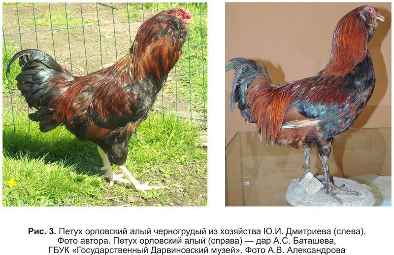 Выращивание орловских ситцевых кур. русская ситцевая порода. содержание и уход за курами. рацион питания домашних птиц