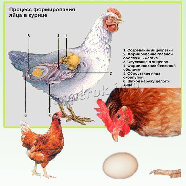 Сколько яиц несёт курица в день: влияние на продуктивность
