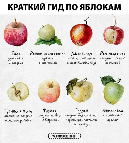 Лучшие сорта яблок: самые вкусные и урожайные