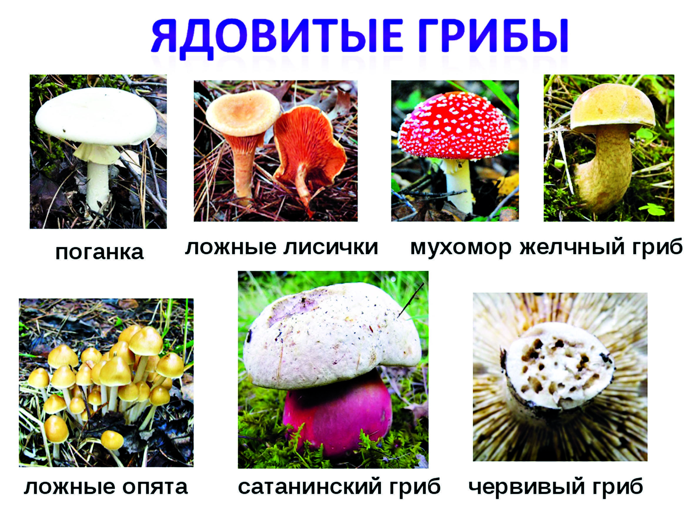 Съедобные грибы крыма