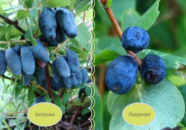 Сорт жимолости Золушка: посадка и уход, фото, опылители, отзывы