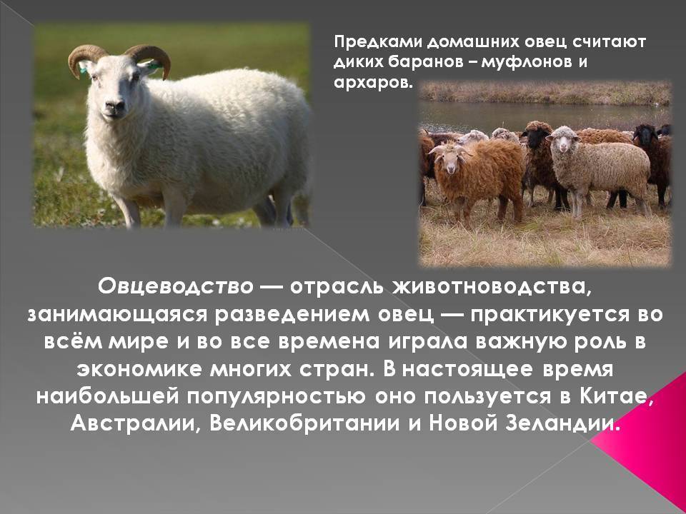 Овцеводство: особенности бизнеса, содержание овец, реализация продукции