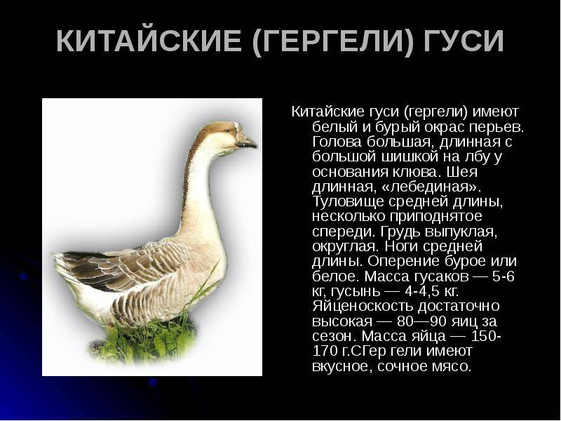 Породы гусей