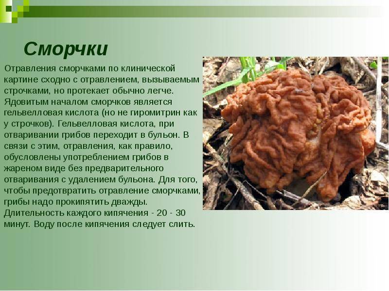 Строчок