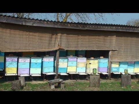 Как сделать пчелопавильон своими руками по пошаговой инструкции: чертежи, инструменты и материалы