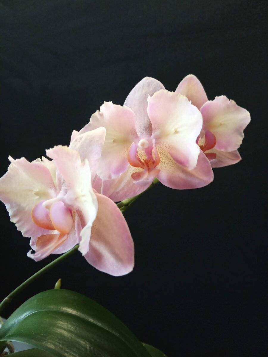 Орхидея «легато»: описание и уход - ваша дача