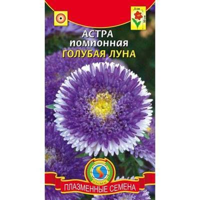 Астра помпонная: выращивание из семян, когда сажать