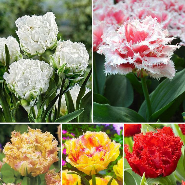 Тюльпаны махровые: ранние и поздние сорта, фото с названиями :: syl.ru