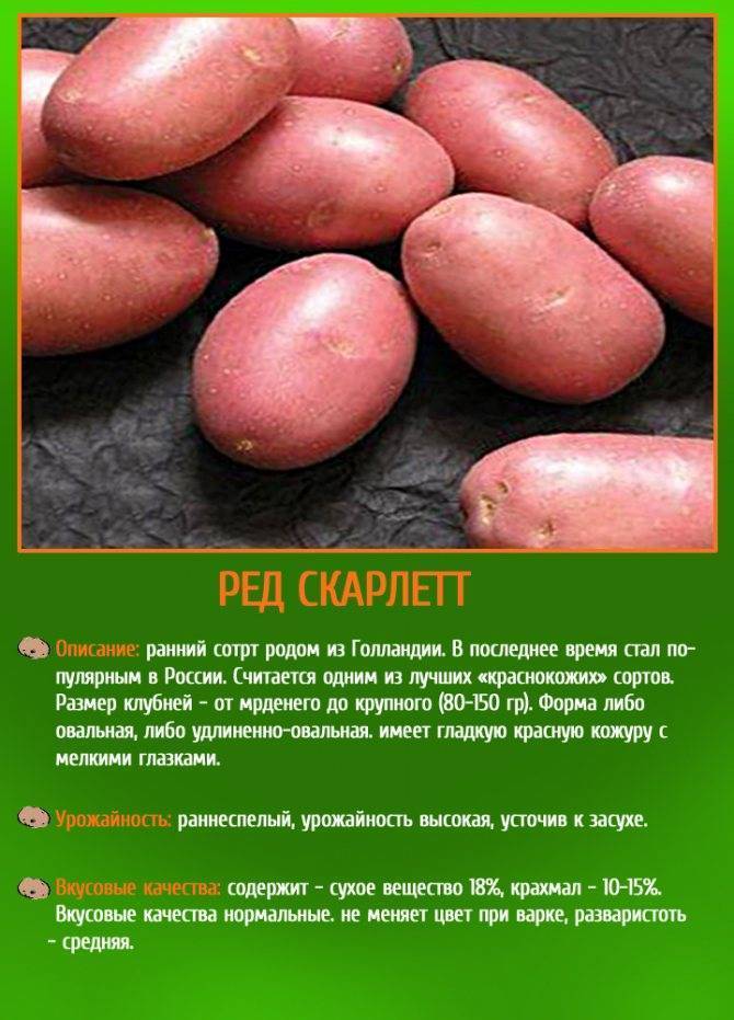 Картофель ред леди: характеристика и описание сорта, фото, отзывы