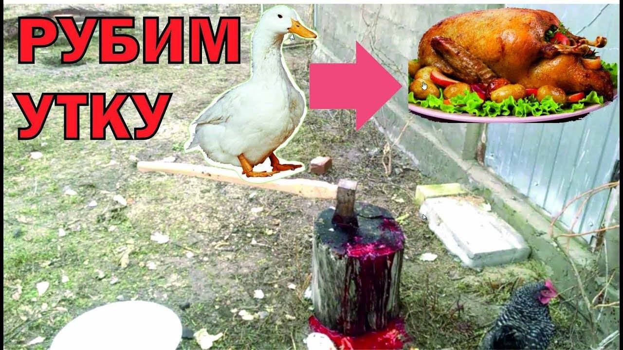 Сколько растет утка до убоя. методы забоя уток в домашних условиях
