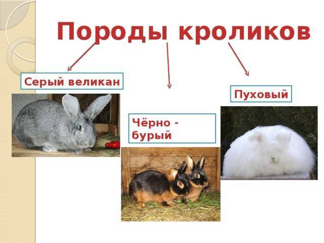 Породы кроликов: названия, описания, фотографии