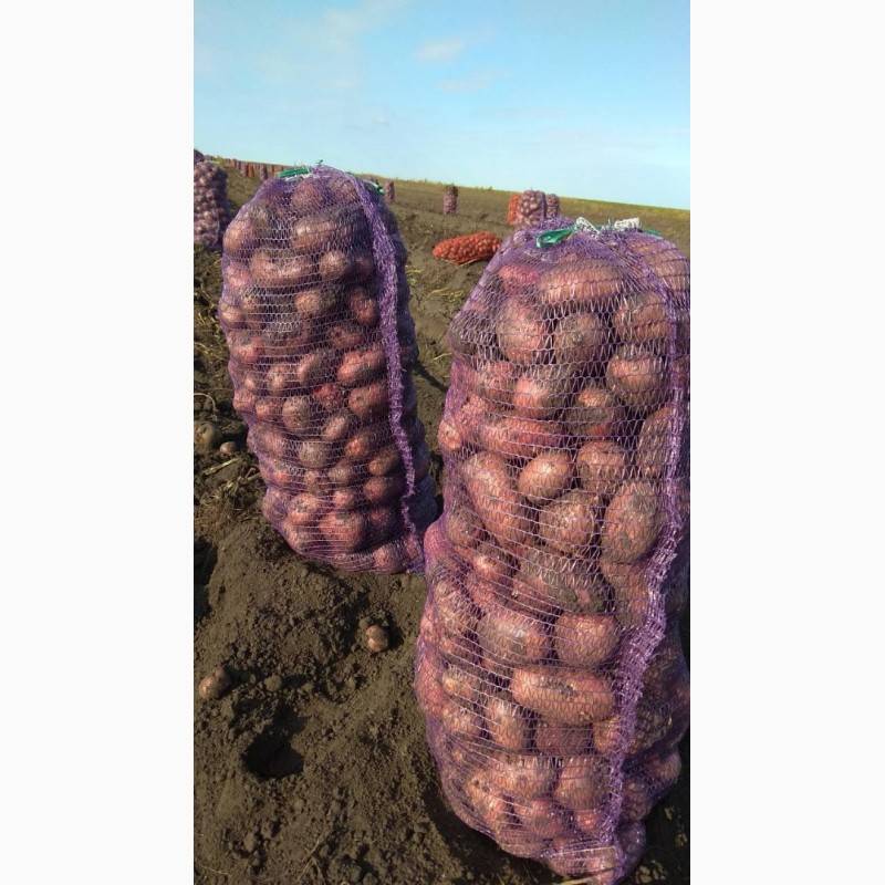 Почему картофель «ред скарлет» пользуется большим спросом: характеристика сорта, пошаговое описание посадки и ухода