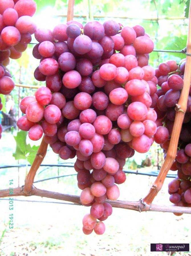 Виноград «дюжина»: описание сорта, фото и отзывы. основные его плюсы и минусы, срок хранения урожая, характеристики и особенности выращивания в регионах
