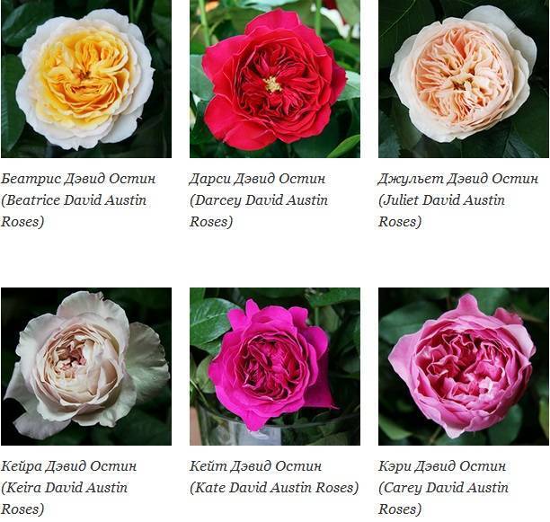 Розы «дэвида остина» в ландшафтном дизайне: фото, описание