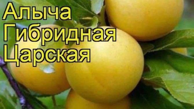 Сорт алычи царская: фото, отзывы, описание, характеристики