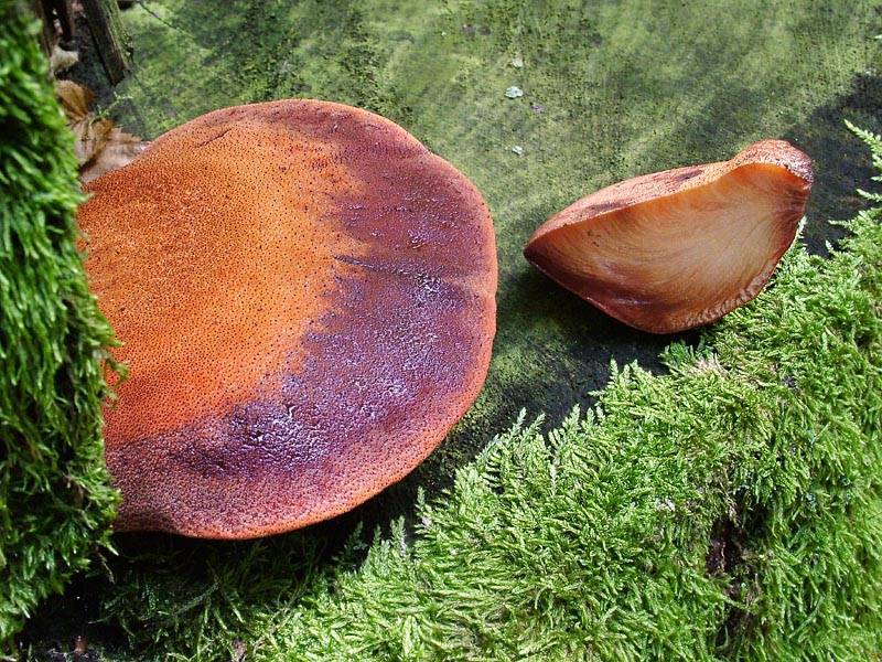 Печеночный гриб: фото и описание, приготовление
