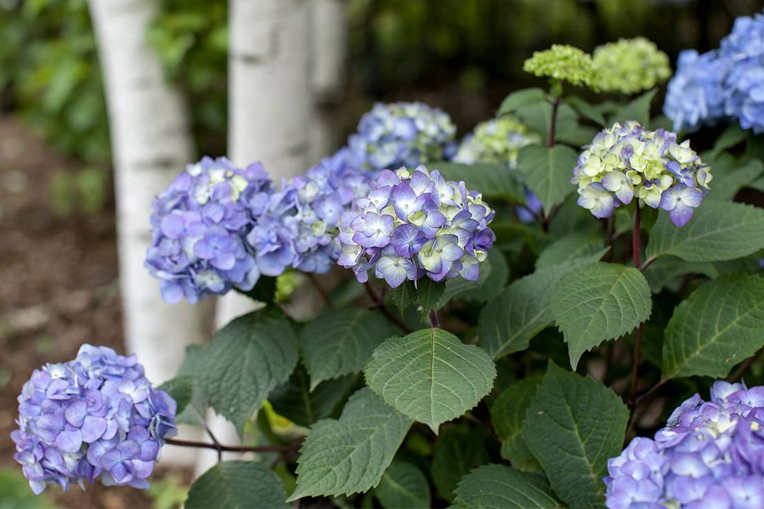 Гидрангея — выращивание гротензии макрофилла (macrophylla)