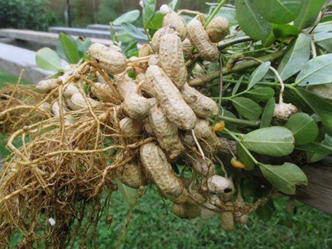 Как вырастить арахис на урале в открытом грунте