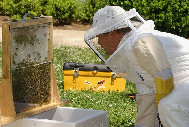 Способы зимовки пчёл в сибири