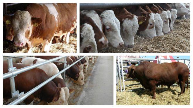 Породы телят — советы и рекомендации как сделать правильный выбор при разведении крупного рогатого скота (70 фото)