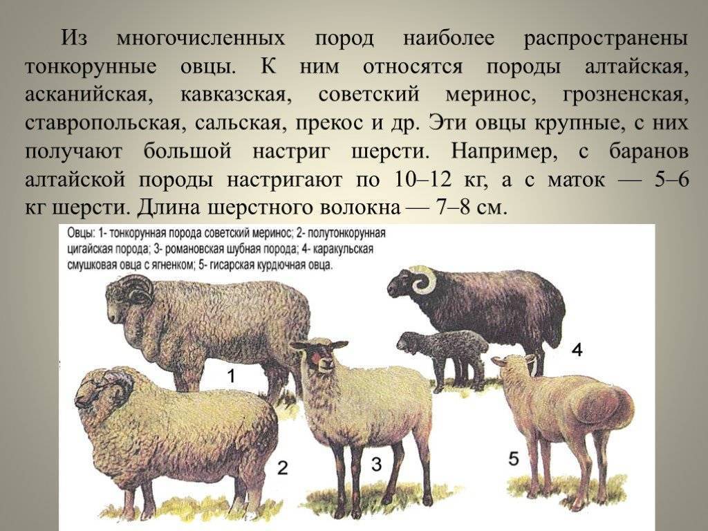 Овцы прекос – сочетание высокой продуктивности и внешней привлекательности
