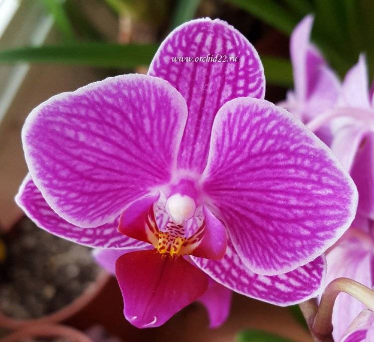 Фаленопсис синголо – орхидея с одним цветком. описание, фото и нюансы выращивания