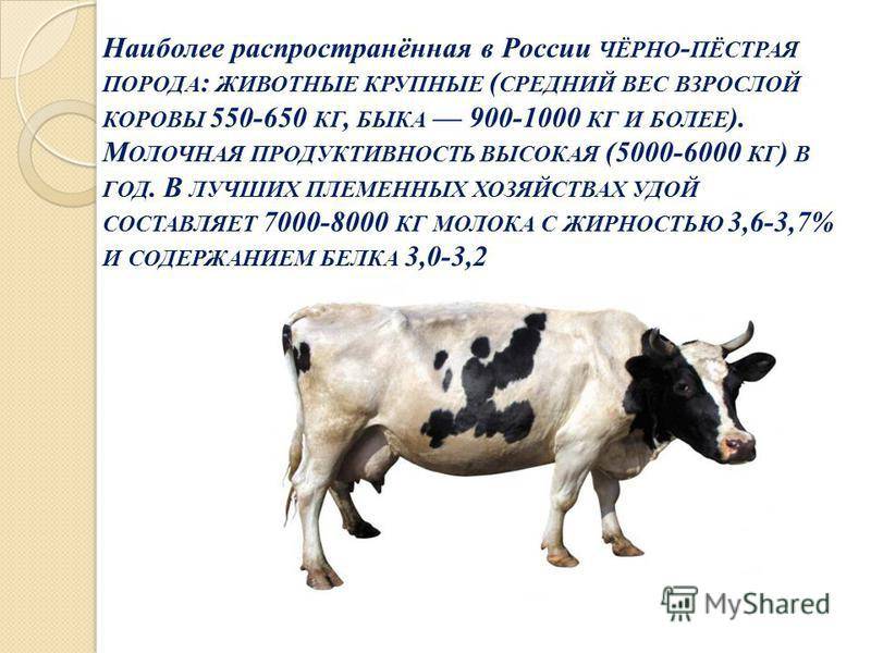 Сколько весит корова: вес коровы в среднем, а также несколько способов, как узнать вес без весов