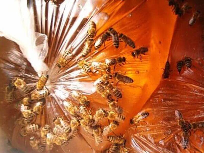 Подкормка пчел осенью